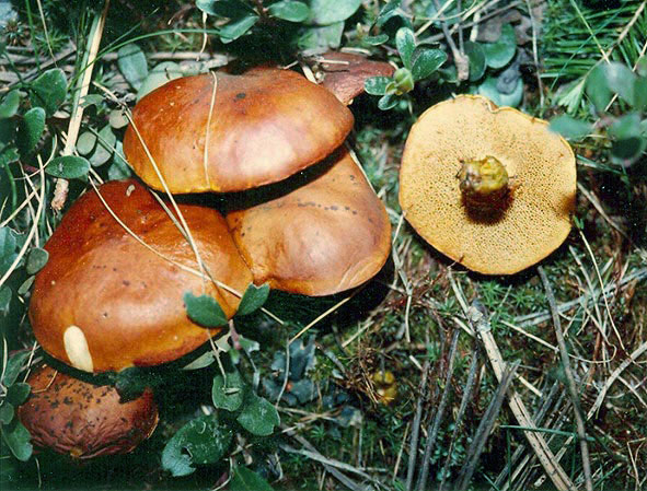 Suillus imitatus var imitatus